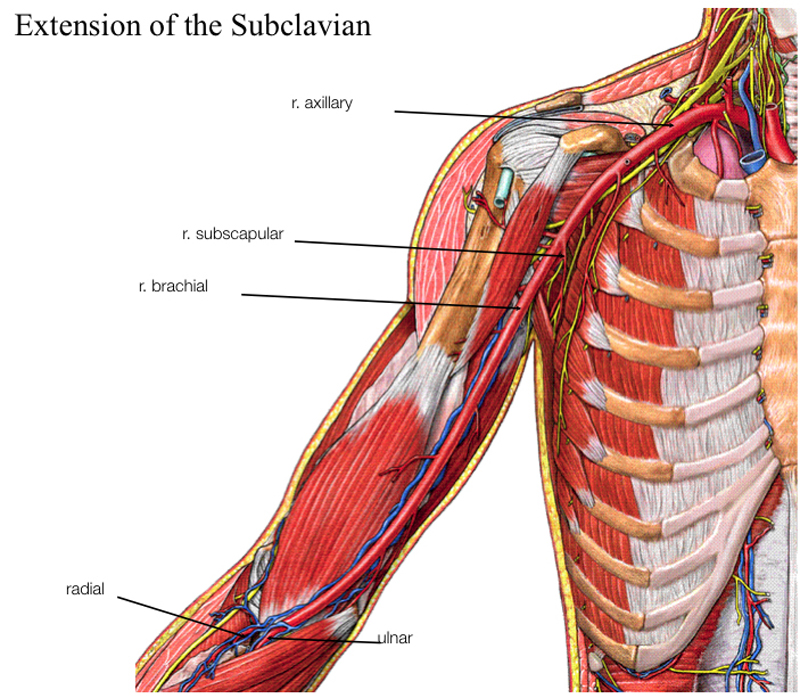 a_subclavian